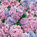 Hydrangea Pink Tex Vinyl Oilcloth Tablecloth