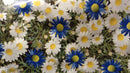 Michaelmas Daisy Blue and White PVC Tablecloth 20 Metres Roll